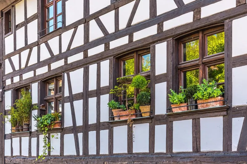 Des fenêtres à colombages fleuries de géraniums, dans la Petite France